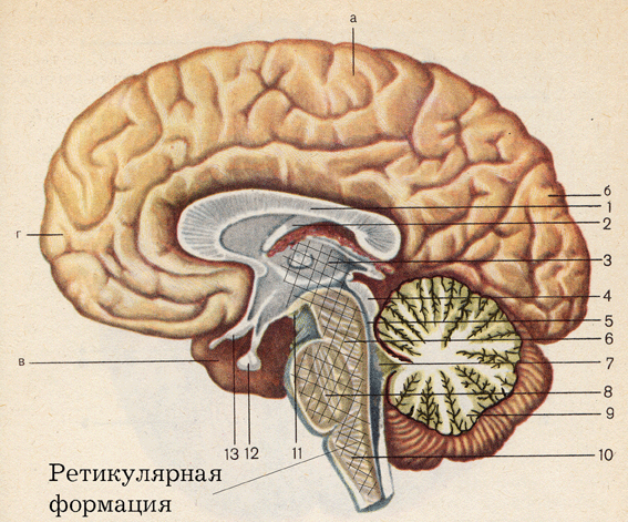Фото Головного Мозга Человека Строение
